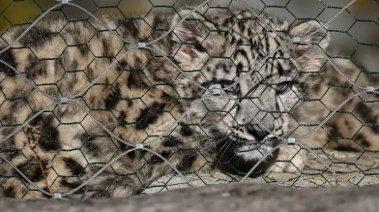  Jeden z młodych irbisów śnieżnych na wybiegu w warszawskim ZOO. Fot. PAP/Leszek Szymański