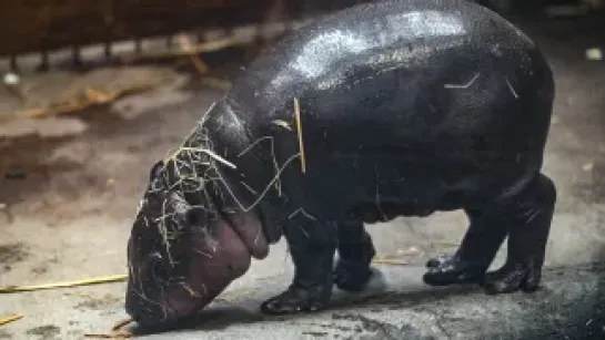 Samiczka hipopotamka karłowatego w Gdańskim Ogrodzie Zoologicznym. Fot. PAP/Adam Warżawa 
